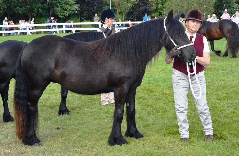 Fell pony mare Rackwood Rambling Rose at Great Yorkshire Show July 2017